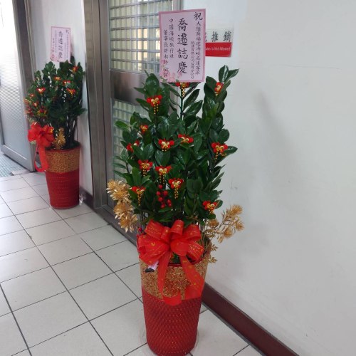 落地盆栽金錢樹