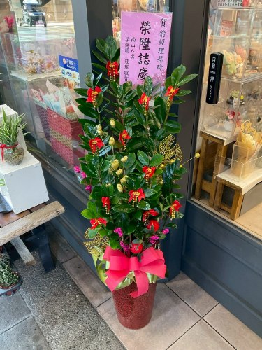 金錢樹地上盆栽