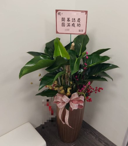 綠鑽地上盆栽