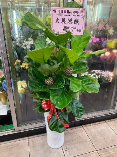 琴葉榕盆栽