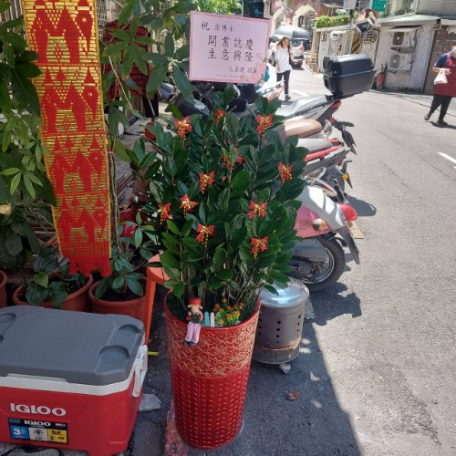 落地盆栽金錢樹