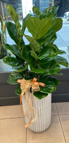 琴葉榕造型盆