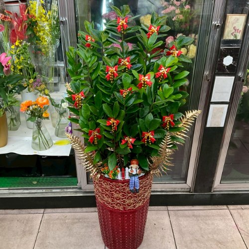 地上造型盆金錢樹盆栽
