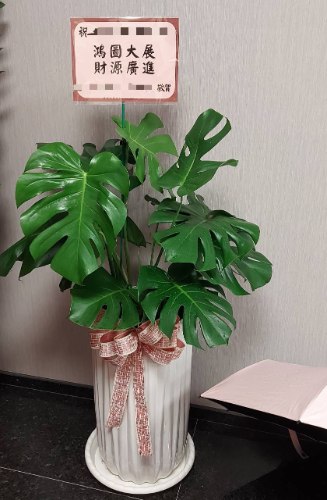 龜背芋盆栽
